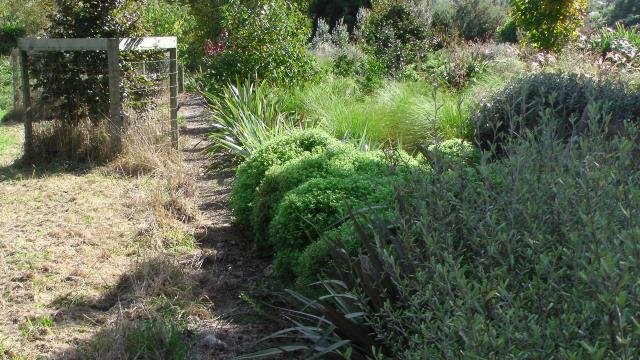 The edge of the track. Cambridge Tree Trust